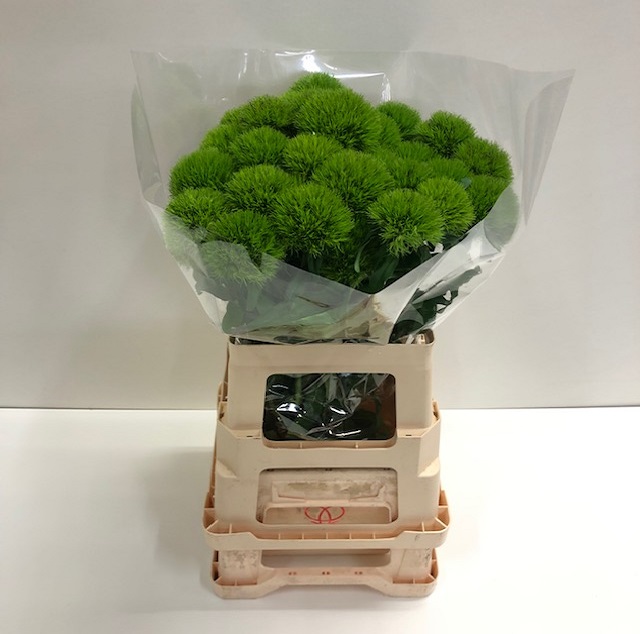 Dianthus br kiwi mellow.jpg